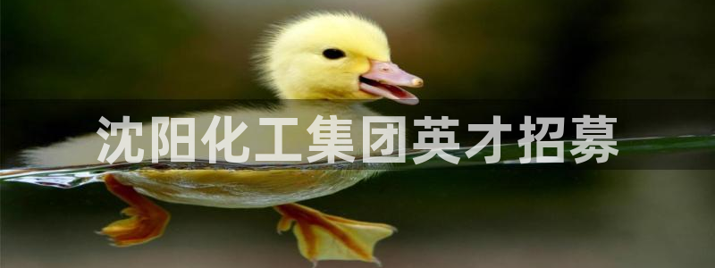球盟会可以提现么现在：沈阳化工集团英才招募