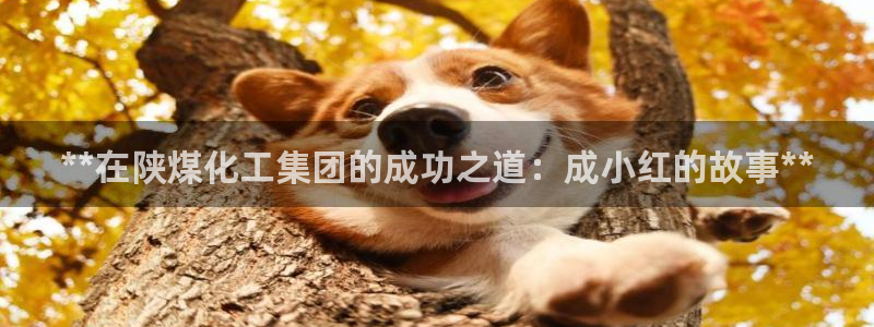 球盟会qmh官网：**在陕煤化工集团的成功之道：成小红的故事